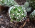 Mammillaria vetula gracilis – Pflege