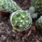 Mammillaria vetula gracilis – (Mammillaria vetula gracilis) – Pflanzenfoto