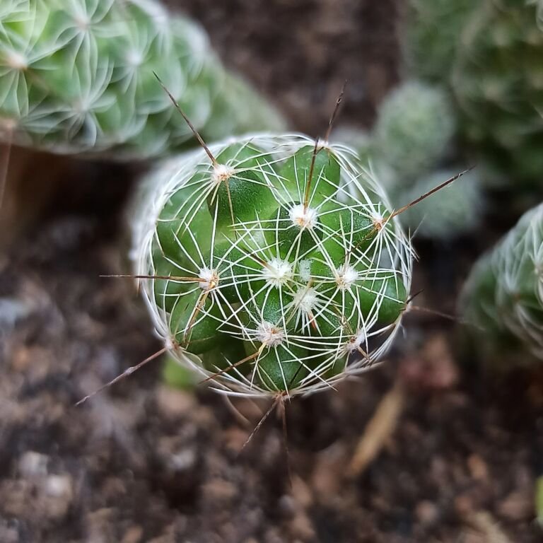 Mammillaria vetula gracilis