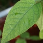 Manganese deficiency