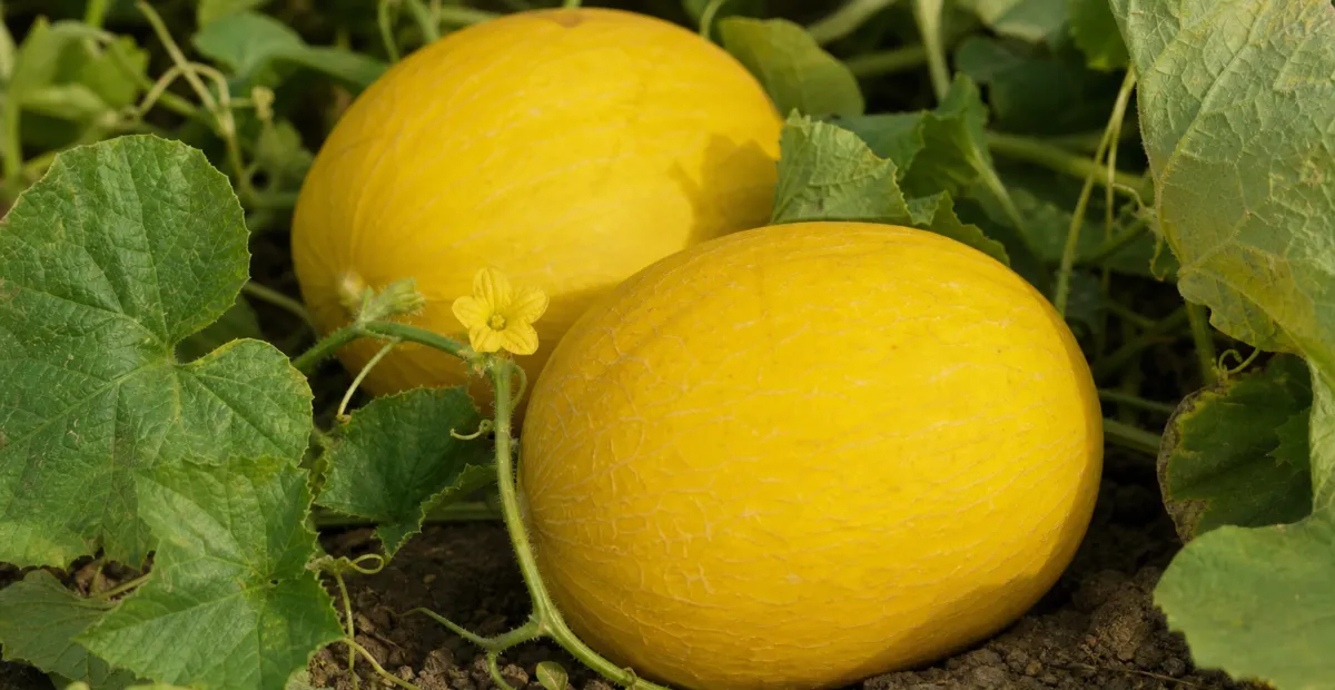 Mango melon (Cucumis melo Chito Group) – plant photo