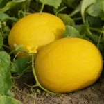 Mango melon (Cucumis melo Chito Group) – plant photo