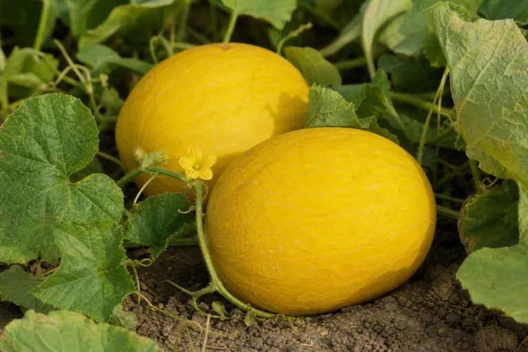 Cucumis melo Chito Group