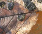 Maple Tar Spot (Giant Tar Spot)