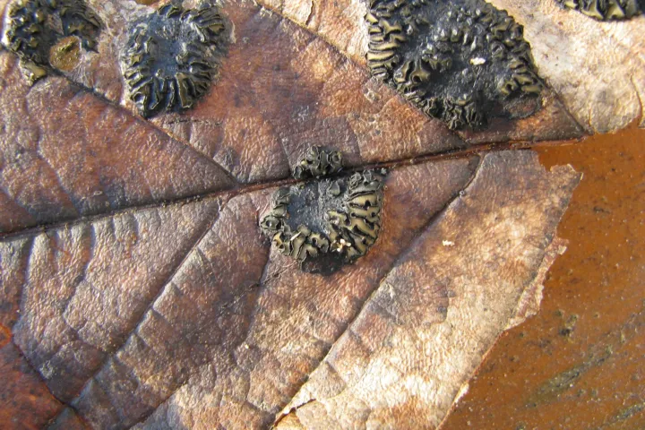Maple Tar Spot (Giant Tar Spot)