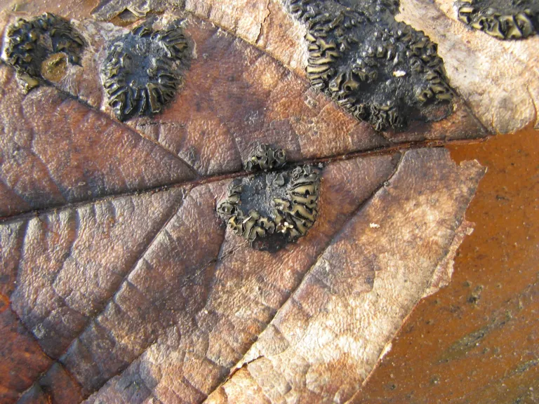 Maple Tar Spot (Giant Tar Spot) – diagnostic photo
