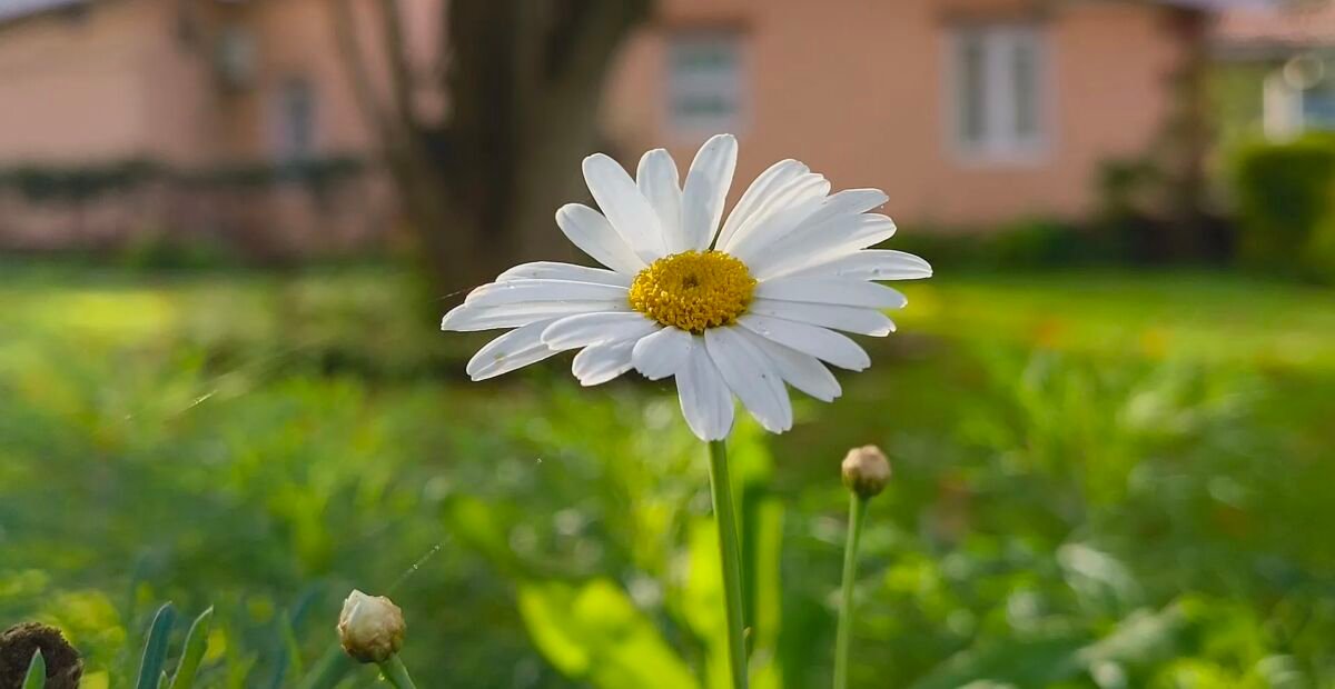 margaréta biela (Leucanthemum vulgare) – fotografia rastliny
