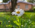 Margaréta biela (Leucanthemum vulgare) – pestovanie a starostlivosť