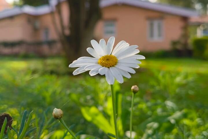 Leucanthemum vulgare