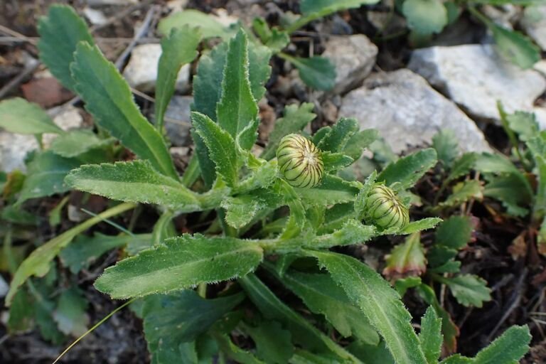 Leucanthemum adustum