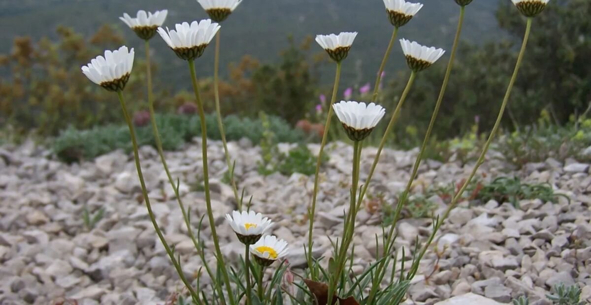 margaréta trávolistá (Leucanthemum graminifolium) – fotografia rastliny