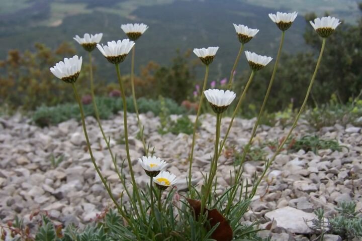 Leucanthemum graminifolium