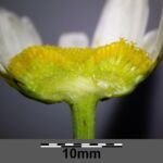 margaréta včasná (Leucanthemum ircutianum) – fotografia rastliny