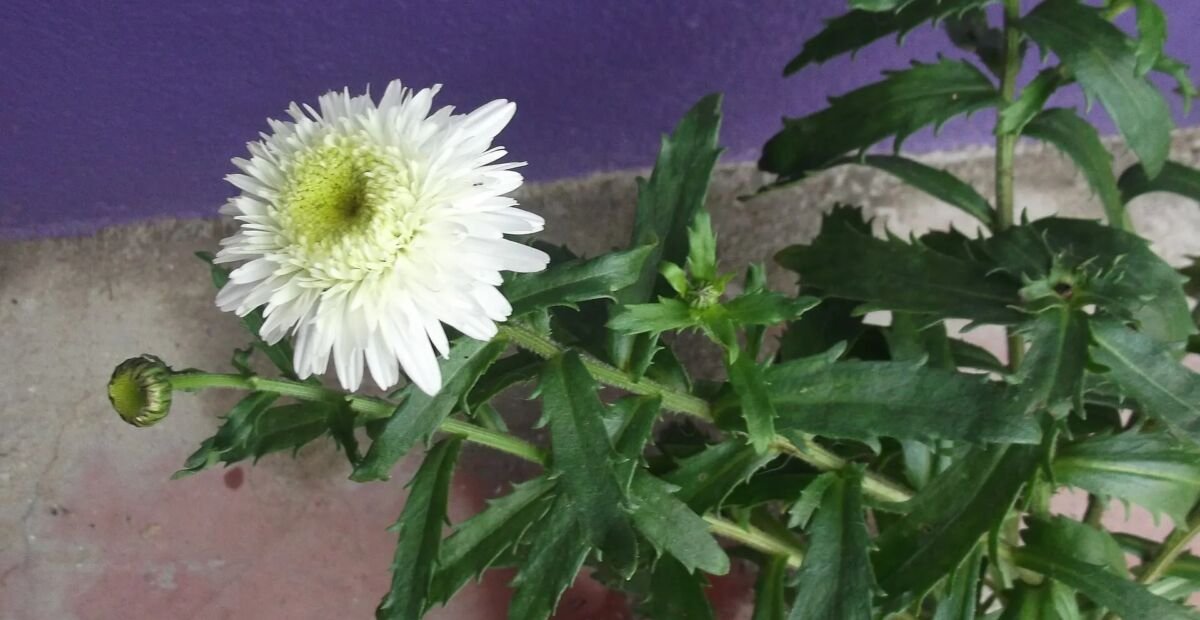 margaréta veľkoúborová (Leucanthemum maximum) – fotografia rastliny