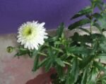Margaréta veľkoúborová (Leucanthemum maximum) – pestovanie a starostlivosť