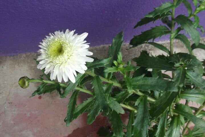 Leucanthemum maximum