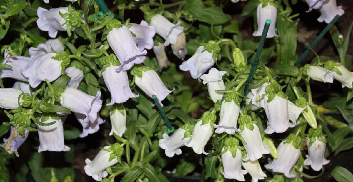 Marien-Glockenblume (Campanula 'Medium') – Pflanzenfoto
