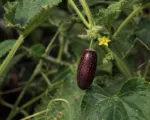 Maroon cucumbe (Cucumis anguria) care guide