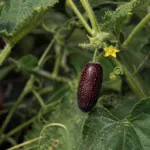 maroon cucumbe (Cucumis anguria) – plant photo