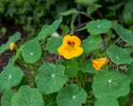Mashua (Tropaeolum tuberosum) care guide