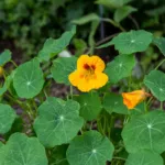 mashua (Tropaeolum tuberosum) – plant photo