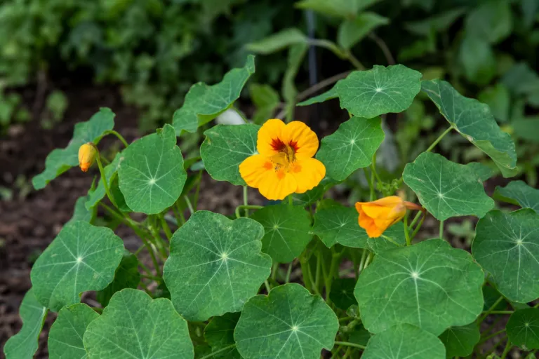 Tropaeolum tuberosum
