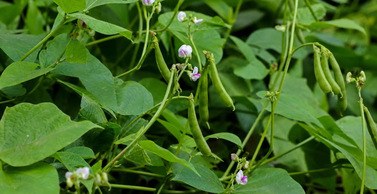 Mattenbohne (Vigna aconitifolia) – Pflanzenfoto