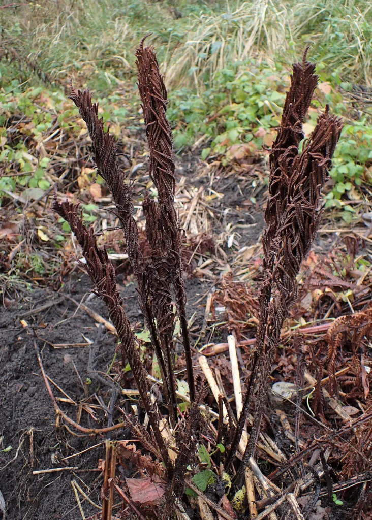 Pióropusznik strusi (Matteuccia struthiopteris) – in its natural habitat, plant photo