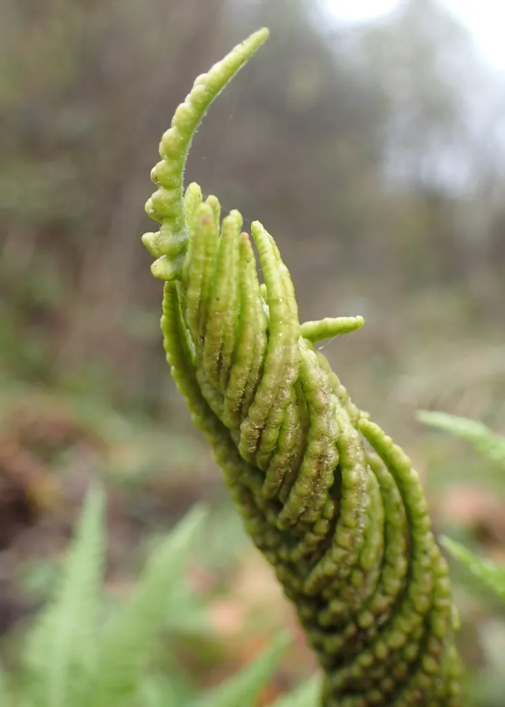 Pióropusznik strusi (Matteuccia struthiopteris) – in its natural habitat, plant photo