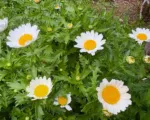 Creeping daisy or mini marguerite (Mauranthemum paludosum) care guide