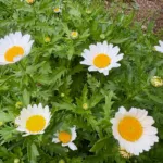 creeping daisy or mini marguerite (Mauranthemum paludosum) – plant photo