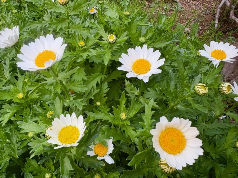 Mauranthemum paludosum