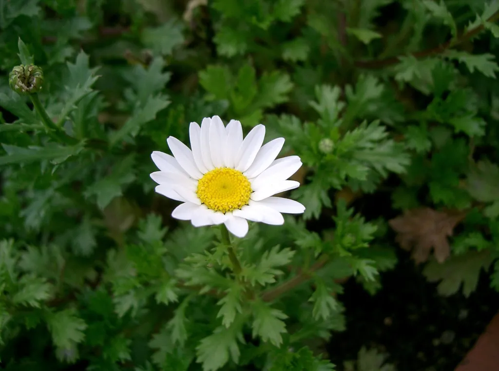 Zwergwucherblume (Mauranthemum paludosum) – typisches Erscheinungsbild, Pflanzenfoto