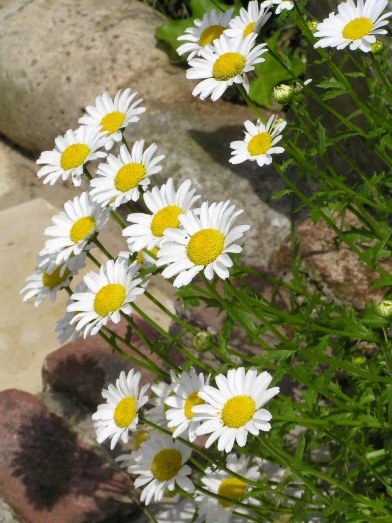 Zwergwucherblume (Mauranthemum paludosum) – typisches Erscheinungsbild, Pflanzenfoto