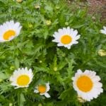Mauranthemum paludosum – pestovanie a starostlivosť (Mauranthemum paludosum) – fotografia rastliny