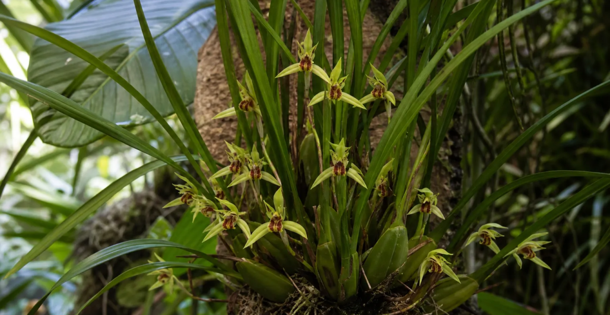 maxilária tenkolistá (Maxillaria tenuifolia) – fotografia rastliny