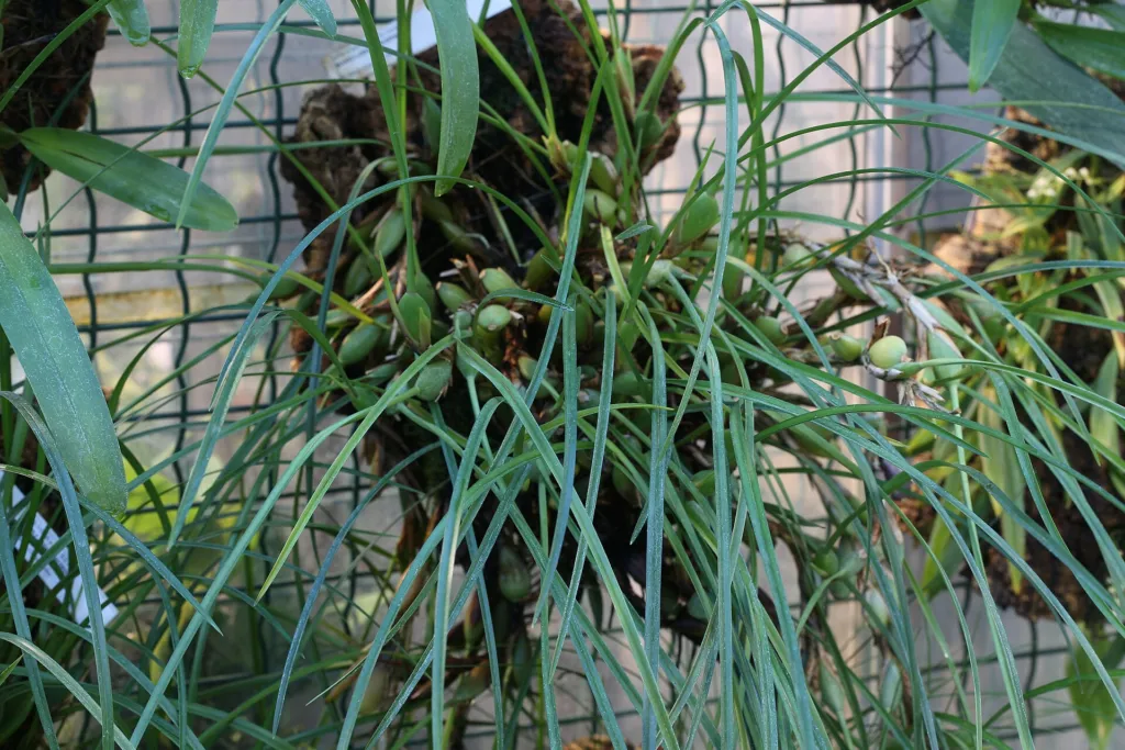 Coconut Orchid (Maxillaria tenuifolia) – in a garden setting, plant photo