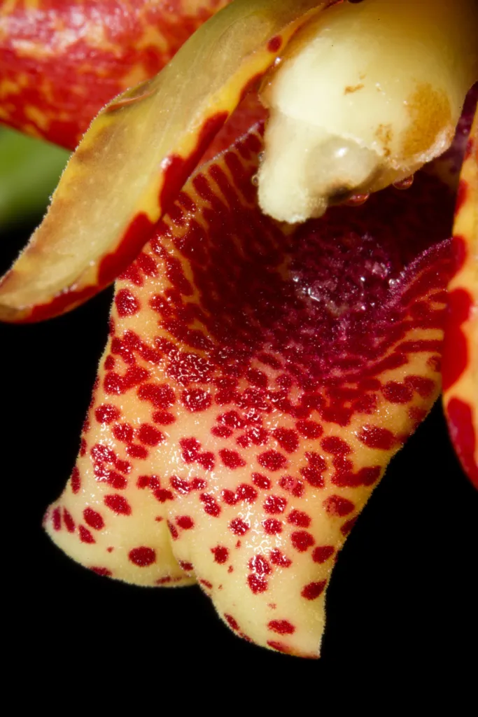 Coconut Orchid (Maxillaria tenuifolia) – characteristic appearance, plant photo