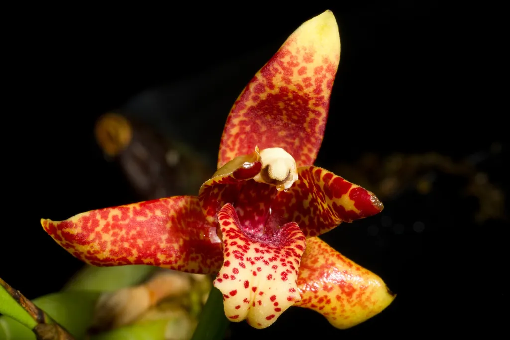 Coconut Orchid (Maxillaria tenuifolia) – characteristic appearance, plant photo