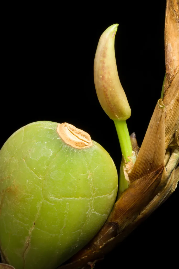 Coconut Orchid (Maxillaria tenuifolia) – characteristic appearance, plant photo