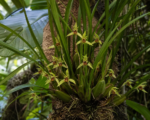 Maxillaria tenuifolia – Pflege