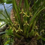 Maxillaria tenuifolia – (Maxillaria tenuifolia) – Pflanzenfoto