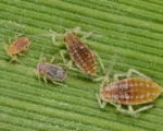 Mealy Plum Aphid