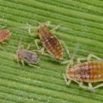 Mealy Plum Aphid