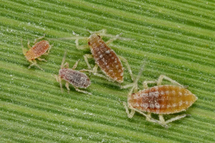 Mealy Plum Aphid