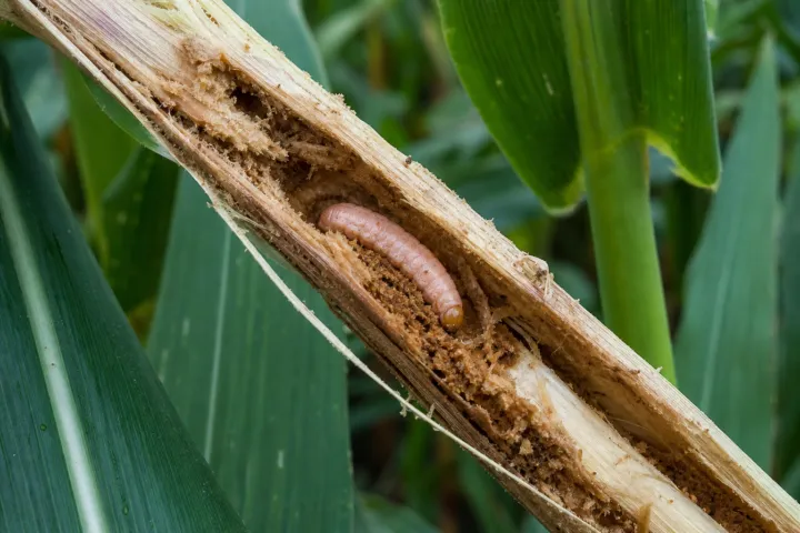 Mediterranean corn stalk borer