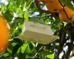 Mediterranean fruit fly