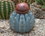 Melocactus ‘Azureus’