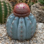 Melocactus ‘Azureus’ (Melocactus 'Azureus') – fotografia rastliny