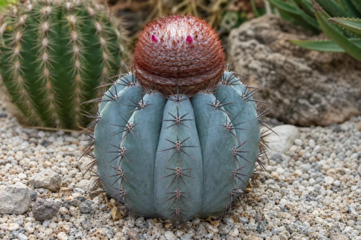 Melocactus 'Azureus'